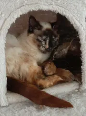 HERMINE, chat de l'association