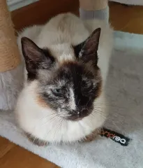 HERMINE, chat de l'association