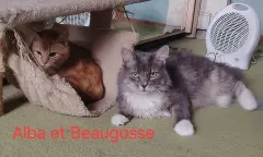 ALBA, chat de l'association