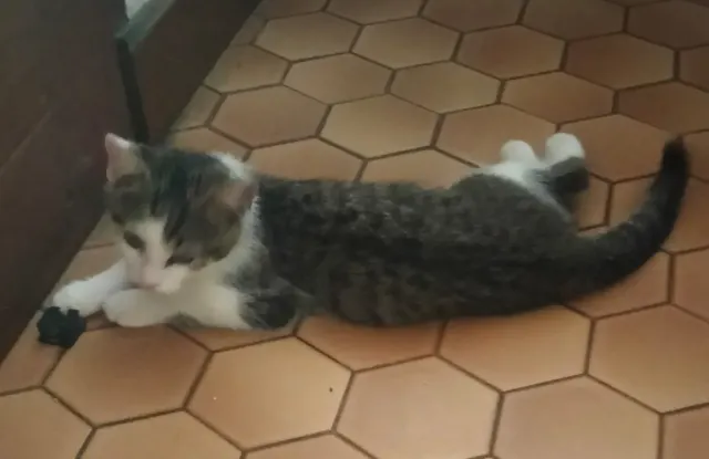 MILO, chat de l'association